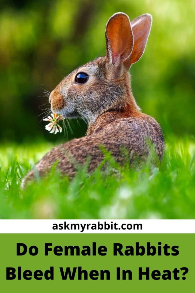 Do Female Rabbits Bleed When In Heat?