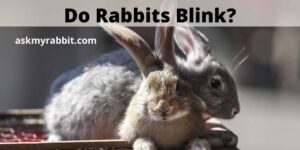 Do Rabbits Blink? How Often Do Rabbits Blink?
