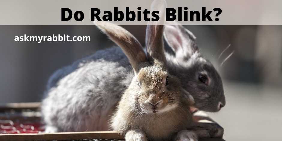 Do Rabbits Blink?  