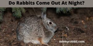 Do Rabbits Come Out At Night? What Do Rabbits Do At Night?