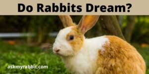 Do Rabbits Dream? What Do Rabbits Dream About?