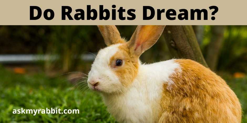 Do Rabbits Dream?  