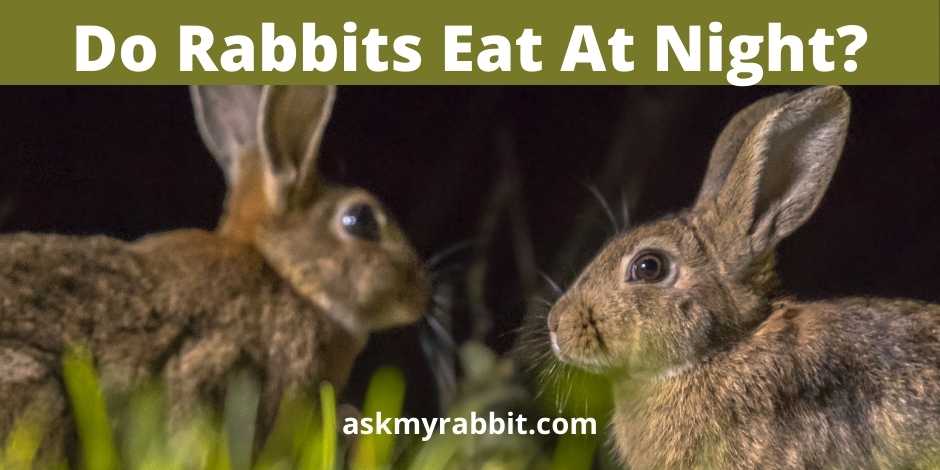 Do Rabbits Eat At Night?