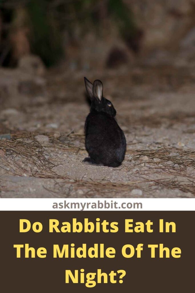 Do Rabbits Eat In The Middle Of The Night?