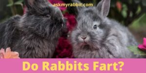 Do Rabbits Fart? What Foods Cause Gas In Rabbits?