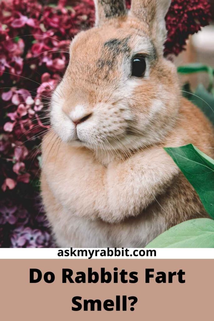 Do Rabbits Fart Smell?  