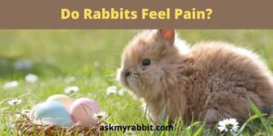 Do Rabbits Feel Pain? What Do I Do If My Rabbit is in Pain?