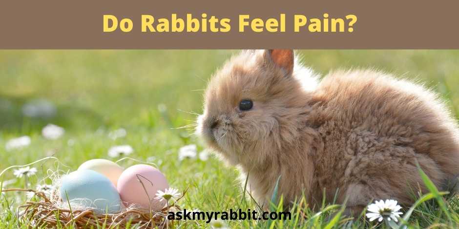 Do Rabbits Feel Pain? 