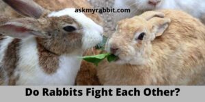 Do Rabbits Fight Each Other? How Do I Stop My Rabbits Fighting?