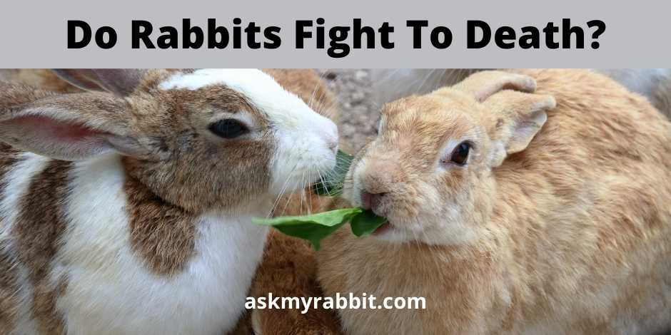 Do Rabbits Fight To Death?