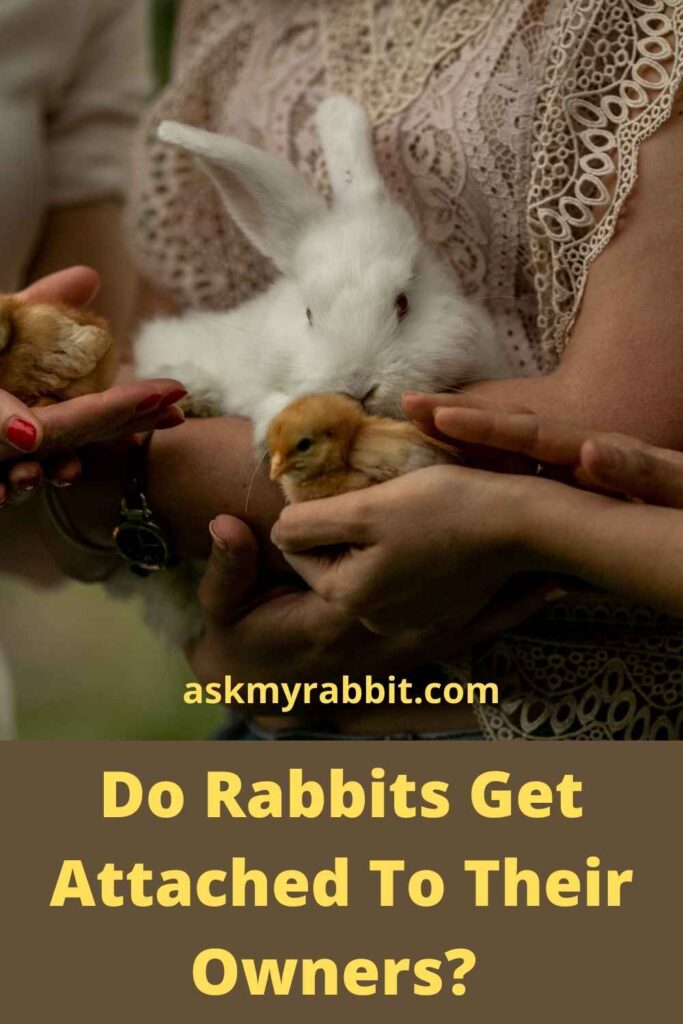 Do Rabbits Get Attached To Their Owners?  