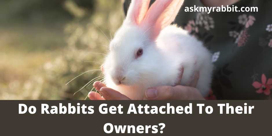 Do Rabbits Get Attached To Their Owners?