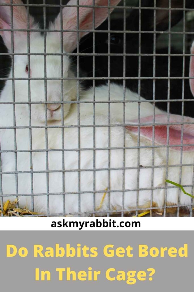 Do Rabbits Get Bored In Their Cage?