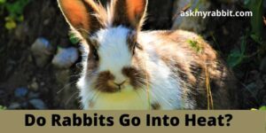 Do Rabbits Go Into Heat? How Can I Help My Rabbit In Heat?