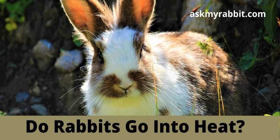 Do Rabbits Go Into Heat?