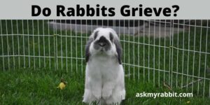 Do Rabbits Grieve? How Do I Help A Grieving Rabbit?