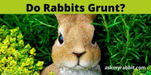 Do Rabbits Grunt? Why Do Rabbits Make Grunting Noises?