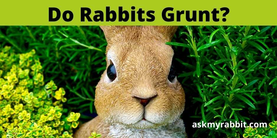 Do Rabbits Grunt?