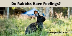 Do Rabbits Have Feelings/Emotions?