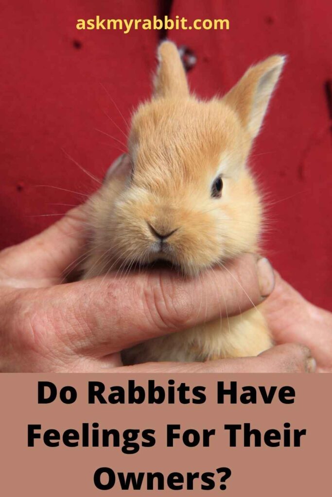 Do Rabbits Have Feelings For Their Owners?  