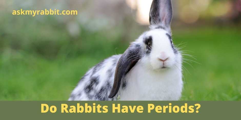 Do Rabbits Have Periods?