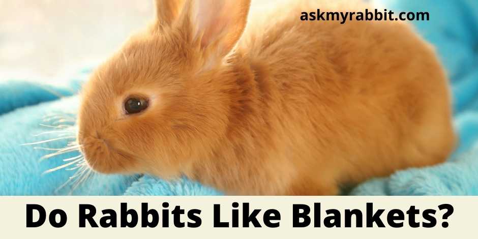 Do Rabbits Like Blankets?
