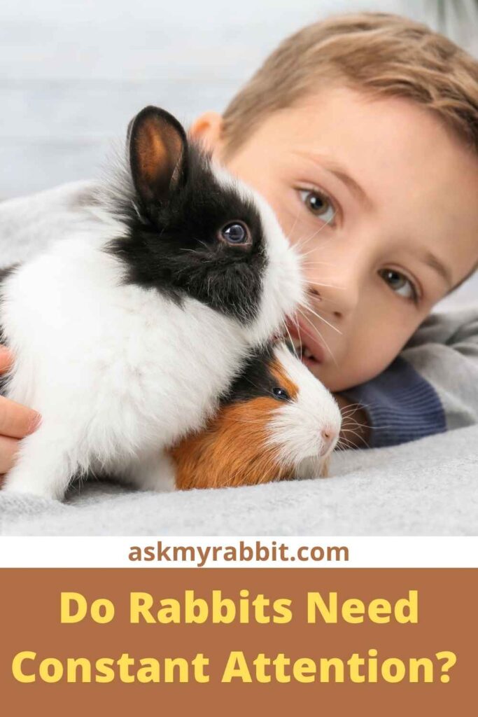 Do Rabbits Need Constant Attention?