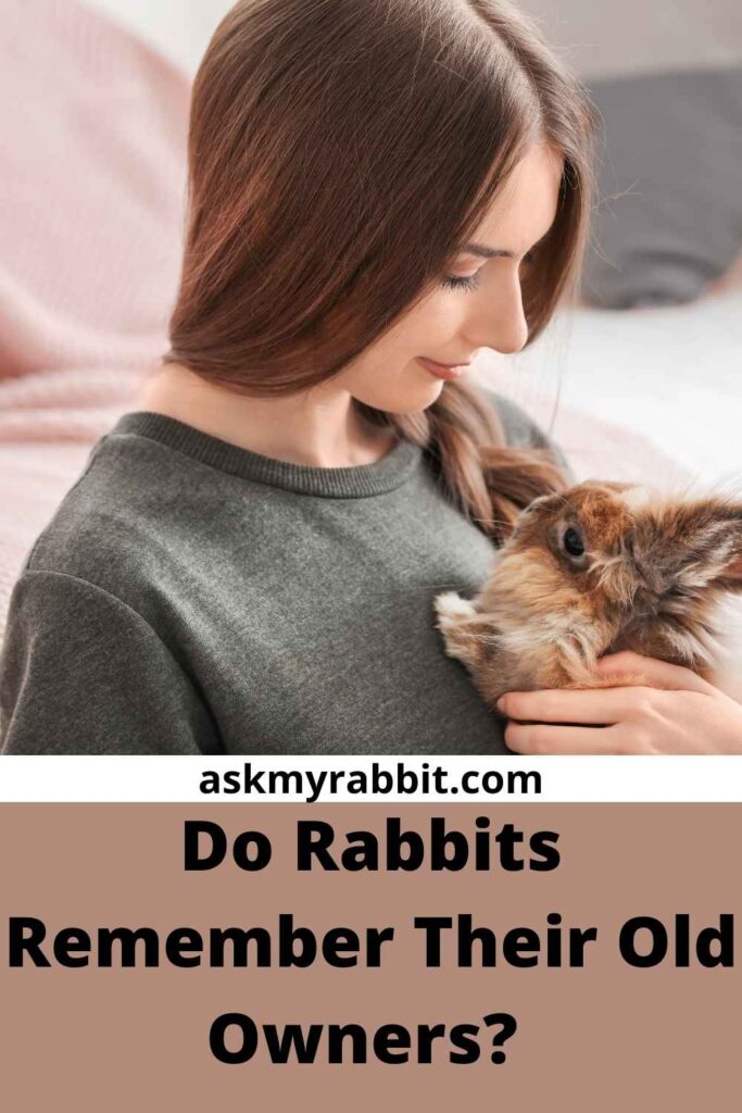 Do Rabbits Remember Their Owners After A Year?
