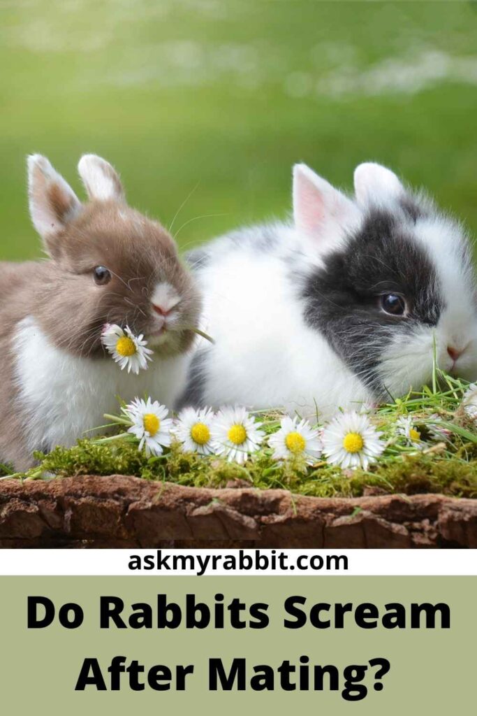 Do Rabbits Scream After Mating?  