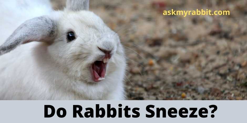 Do Rabbits Sneeze?  