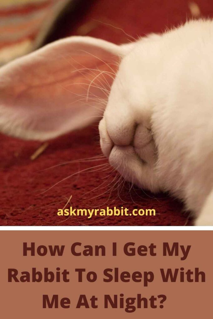 How Can I Get My Rabbit To Sleep With Me At Night?