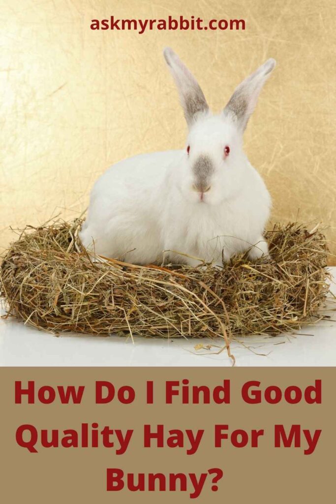 How Do I Find Good Quality Hay For My Bunny?
