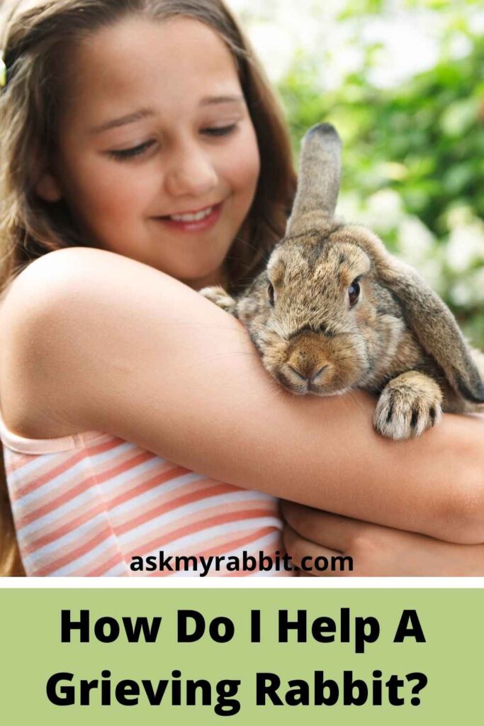 How Do I Help A Grieving Rabbit?  