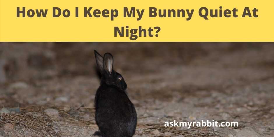 How Do I Keep My Bunny Quiet At Night?