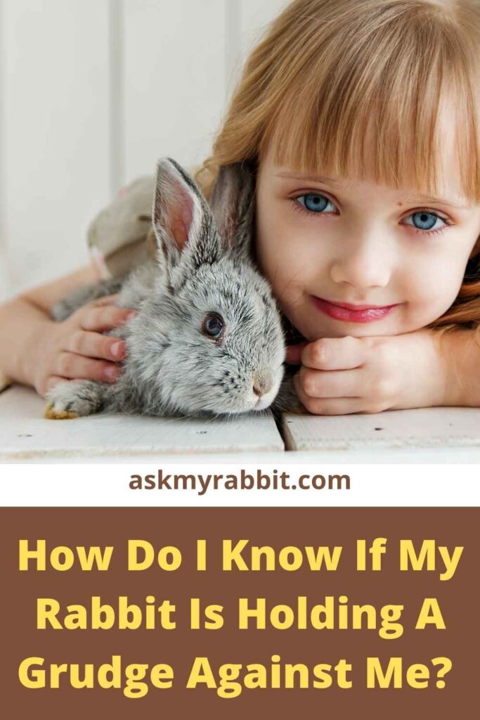 How Do I Know If My Rabbit Is Holding A Grudge Against Me?