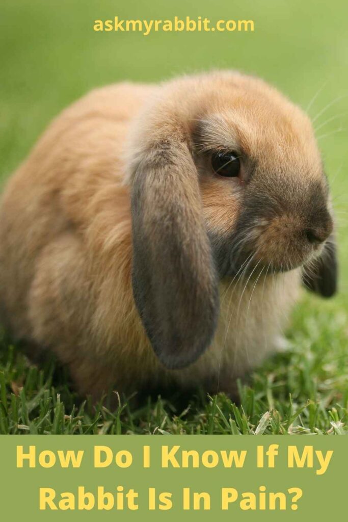 How Do I Know If My Rabbit Is In Pain?