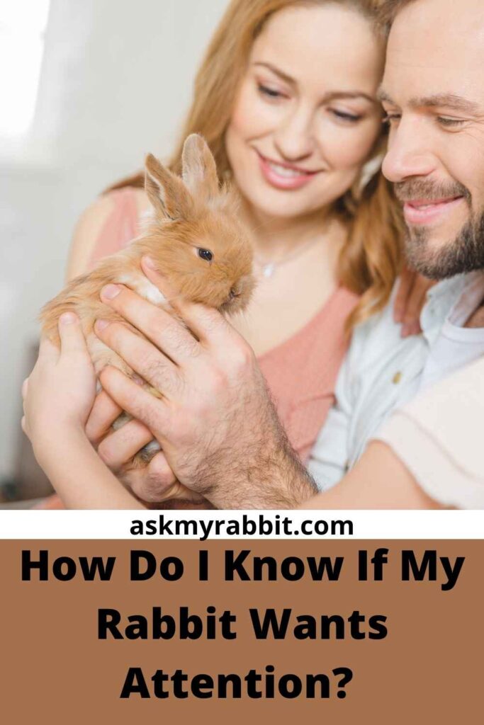How Do I Know If My Rabbit Wants Attention?