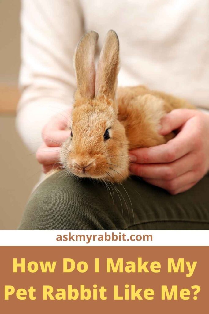 How Do I Make My Pet Rabbit Like Me?