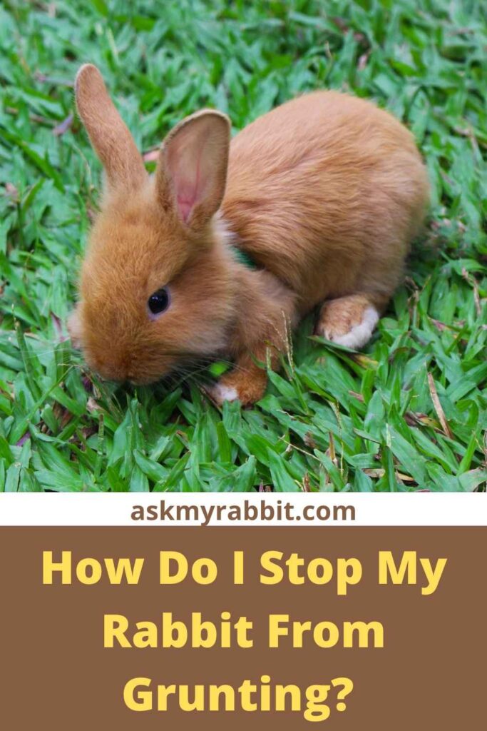How Do I Stop My Rabbit From Grunting? 