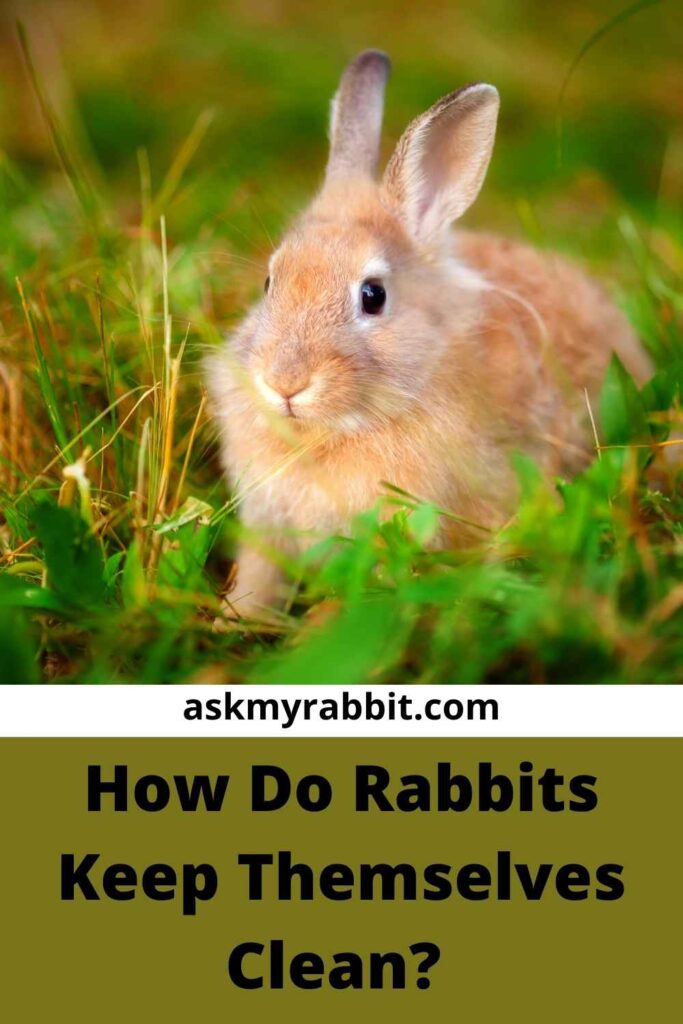 How Do Rabbits Keep Themselves Clean?  