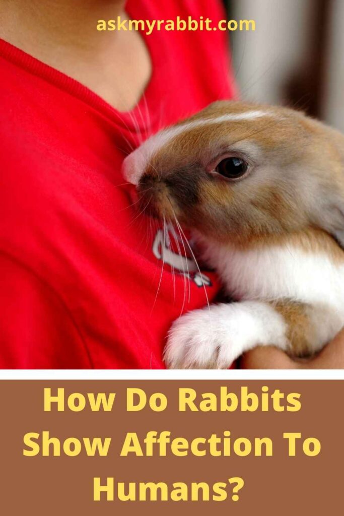 How Do Rabbits Show Affection To Humans?