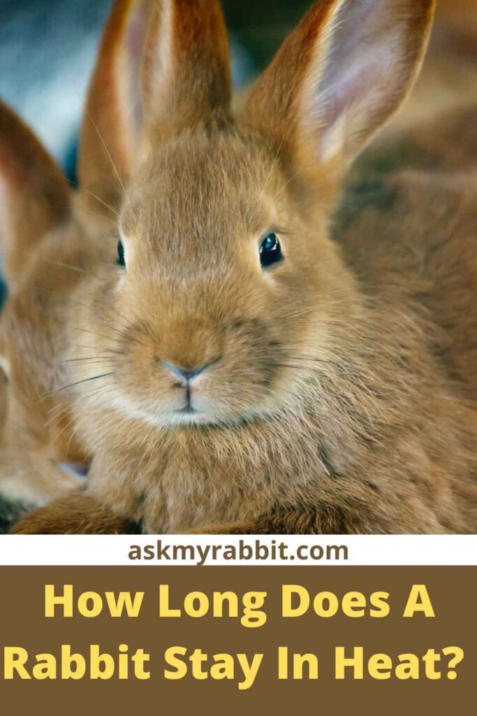 How Long Does A Rabbit Stay In Heat?  