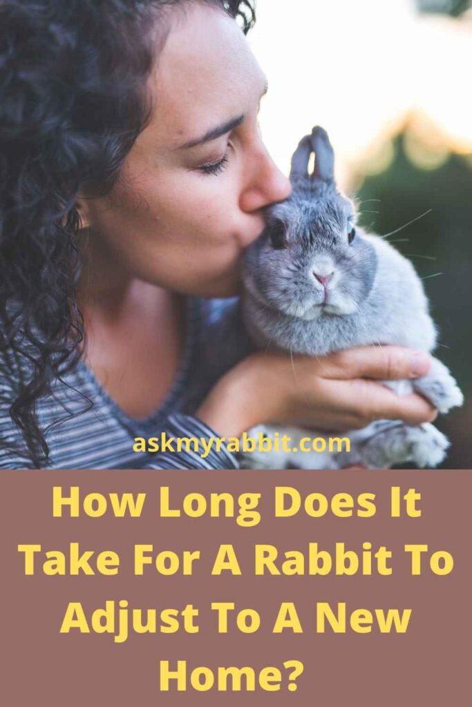 How Long Does It Take For A Rabbit To Adjust To A New Home?