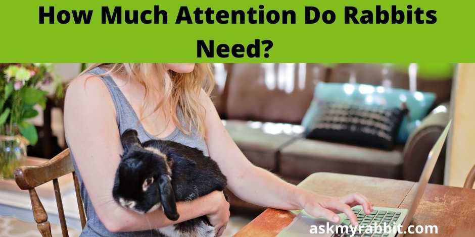 How Much Attention Do Rabbits Need?