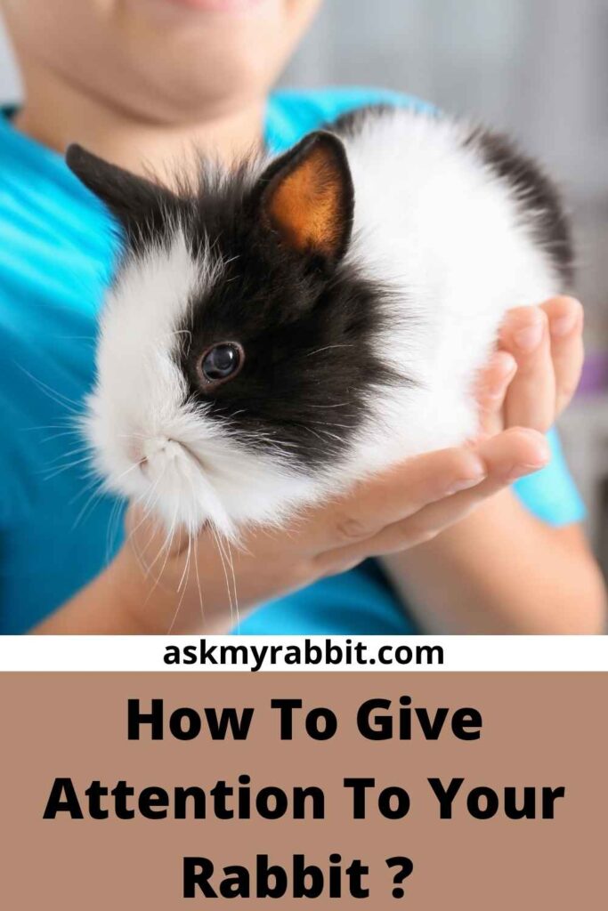 How To Give Attention To Your Rabbit ?