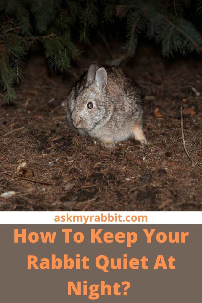 How To Keep Your Rabbit Quiet At Night?