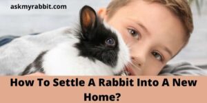 How To Settle A Rabbit Into A New Home?