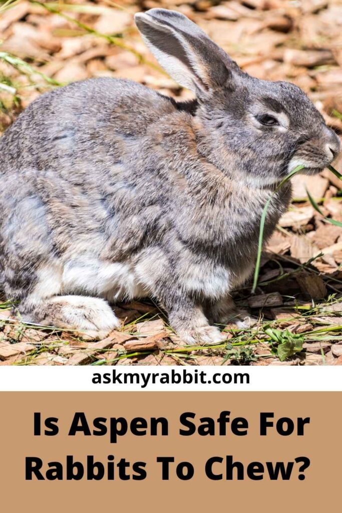 Is Aspen Safe For Rabbits To Chew?