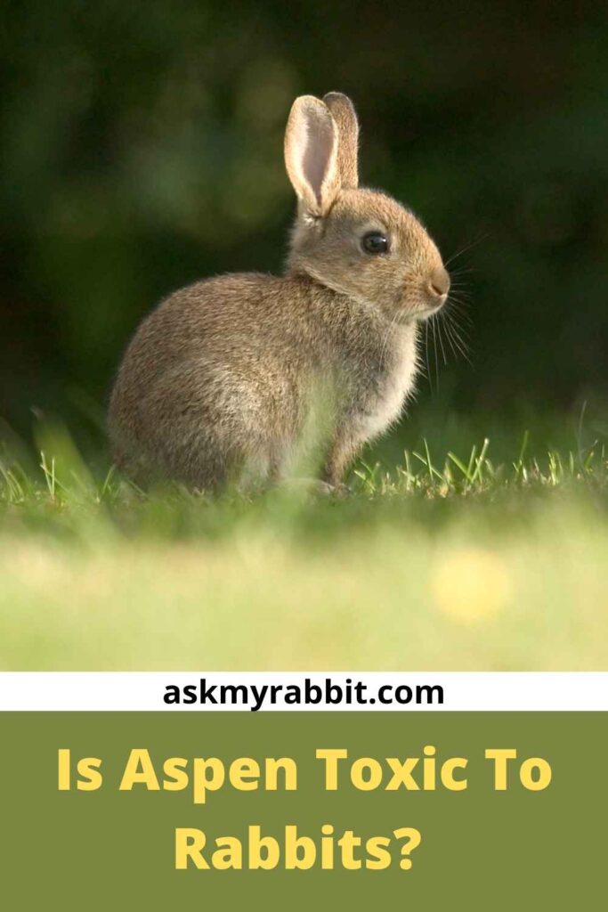 Is Aspen Toxic To Rabbits?