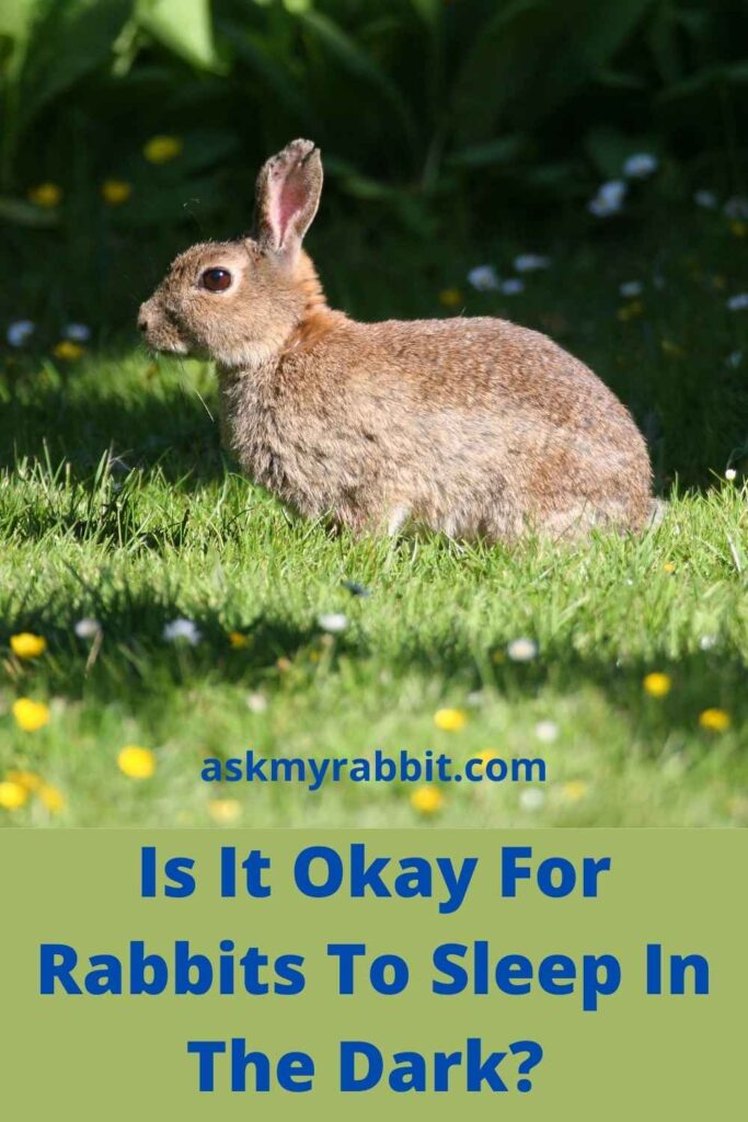 Is It Okay For Rabbits To Sleep In The Dark?
